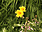 daffodills